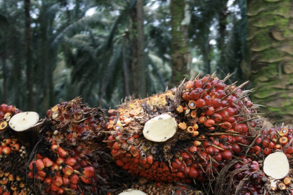 The Palm Oil Consumer Dilemma: Boycott or Buy?