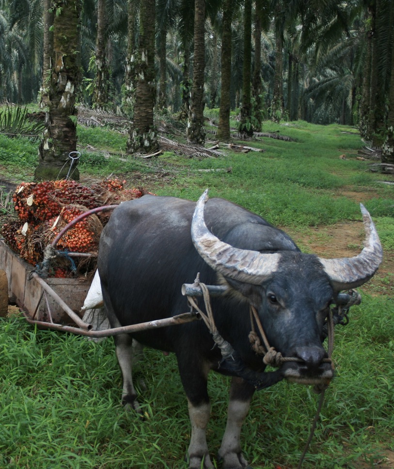 Global forest destruction continues despite COP26 deforestation