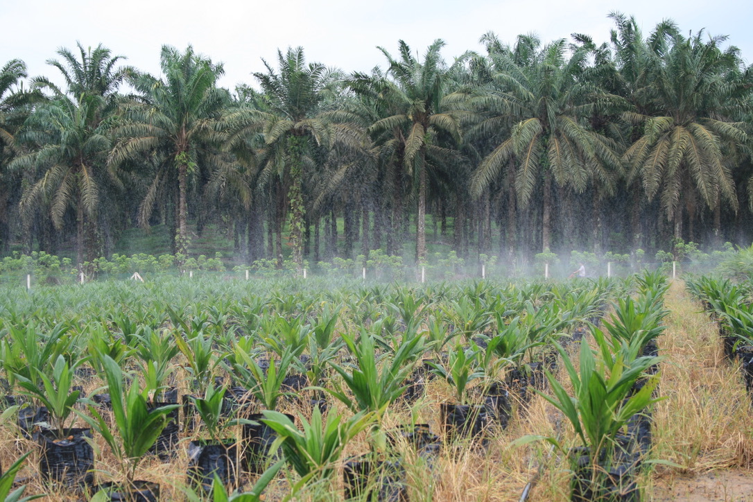 How avoiding Palm Oil in soap making could INCREASE deforestation